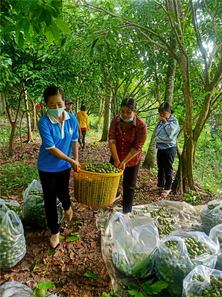 Cần Thơ chung tay tiêu thụ nông sản, giúp bà con nông dân ĐBSCL bớt khó khăn. (17/06/2021)